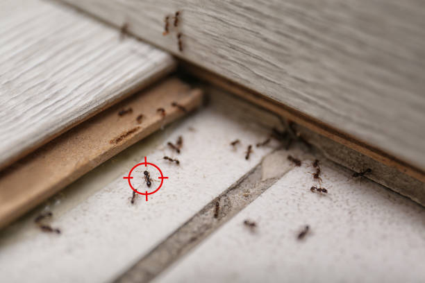 Reliable Johnstown, OH Pest Control Solutions