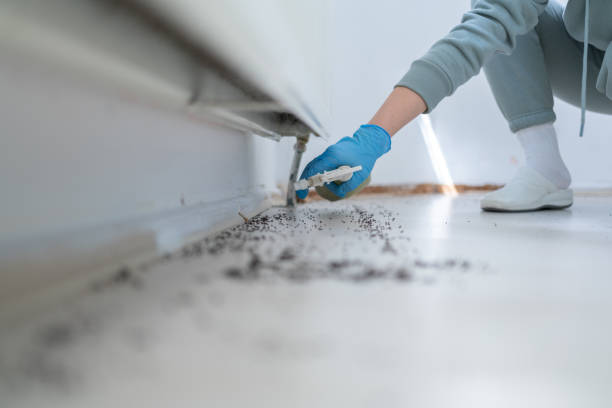 Best Wasp Removal Services  in Jnstown, OH
